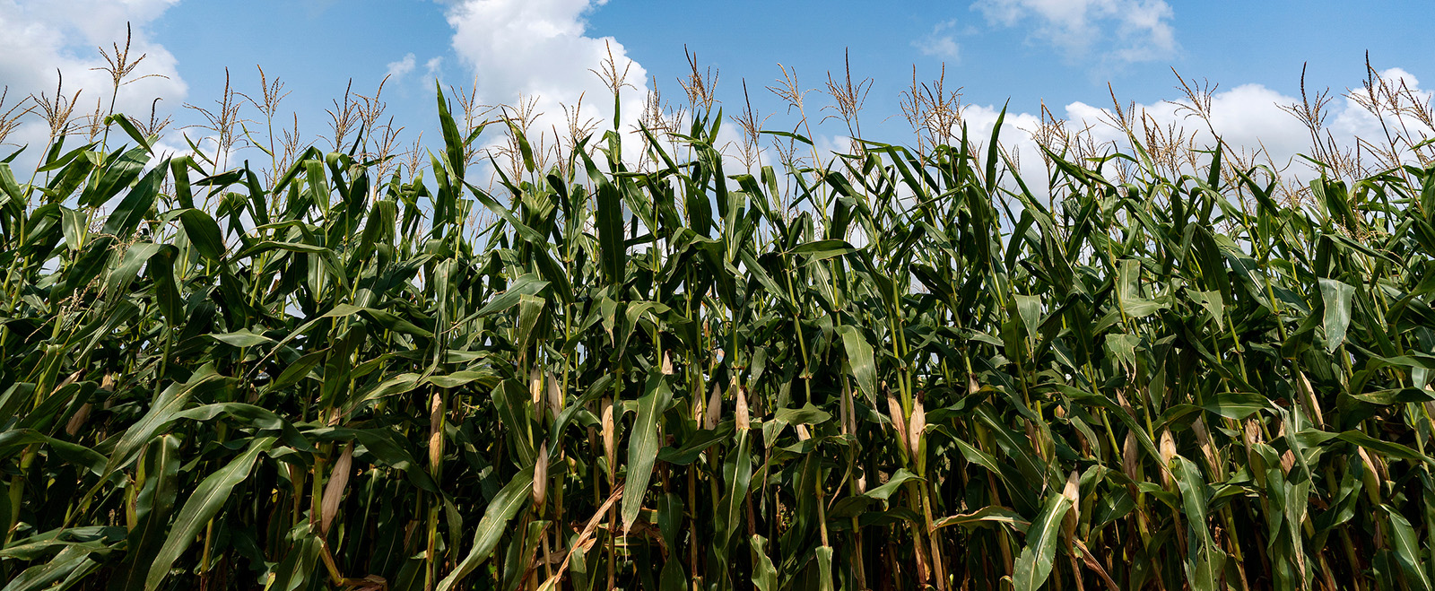 organic corn field